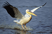 White Pelican, Pelecanus onocrotalis, Landing, Mkuze Game Reserve, KwaZulu-Natal, South Africa