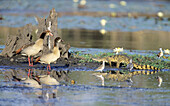 Egyptian Geese, Alopochen aegyptiacus, and crocodile, Kruger National Park, Mpumalanga, South Africa.