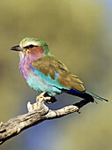 Lilac-breasted Roller, Coracias caudata, Kgalagadi Transfrontier Park, South Africa