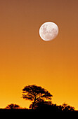Kalahari Scene, Kgalagadi Transfrontier Park, Moon and camelthorn tree at dusk. Kalahari, Northern Cape, South Africa
