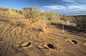 Kgalagadi Transfrontier Park, Gemsbok spoor in dunes, Kalahari, Northern Cape, South Africa