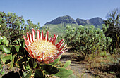 King Protea (Protea cynaroides) in endangered fynbos habitat, endemic to Western Cape. Helderberg Nature Reserve, Western Cape, South Africa