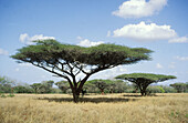 Umbrella Thorn, Acacia tortillis, Mkuze Game Reserve, KwaZulu-Natal, South Africa