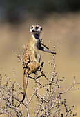 Meerkat or suricate (Suricata suricatta) on sentry duty. Kgalagadi Transfrontier Park, Kalahari. South Africa.