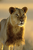 Lion (Panthera leo). Young male. Kgalagadi Transfrontier Park, Kalahari. South Africa.