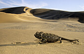 Namaqua Chamaeleon (Chamaeleo namaquensis) in desert environment. Namib Desert, Namibia.