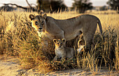 Löwen, (Panthera leo), lioness and cub. Kgalagadi Transfrontier Park, Kalahari, South Africa