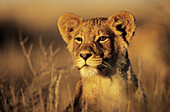Lion Cub, Panthera leo, Kgalagadi Transfrontier Park, Kalahari, South Africa