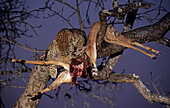 Leopard (Panthera pardus) with impala killed in tree. Sabi Sabi, Greater Kruger Park, South Africa