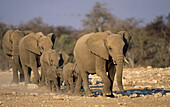 Afrikanische Elefanten (Loxodonta africana) herd approaching waterhole. Addo Elephant National Park. South Africa