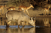 Waterbuck (Kobus ellipsiprymnus). Kruger National Park, South Africa