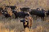 Cape Buffalo (Syncerus caffer). Breeding herd. Kruger National Park, South Africa