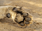 Lion (Panthera leo), detail of paw. Kgalagadi Transfrontier Park. Kalahari, South Africa