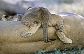 Lion cub (Panthera leo). Kgalagadi Transfrontier Park. Kalahari, South Africa