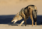 Blackbacked Jackal (Canis mesomelas) Kgalagadi Transfrontier Park. Kalahari, South Africa