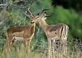 Impalas (Aepyceros melampus) Mutual grooming. Kruger National Park, South Africa