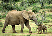 African elephants (Loxodonta africana) mother and baby. Addo Elephant National Park. South Africa