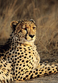 Cheetah, Acinonyx jubatus, Sabi Sabi, Greater Kruger National Park, South Africa