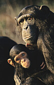 Chimpanzee, Pan troglodytes, Mother and baby, Chimfunshi, Zambia