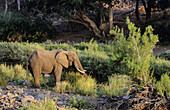 African Elephant. Loxodonta africana, Kruger National Park, South Africa