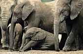 African Elephant. Loxodonta africana, Breeding herd, Addo National Park, South Africa