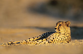 Cheetah, Acinonyx jubatus, Kgalagadi Transfrontier Park, Kalahari, South Africa
