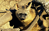 Aardwolf, Proteles cristatus, Kapama Game Reserve, South Africa