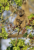 Chacma Baboon, Papio ursinus, Kruger National Park, South Africa