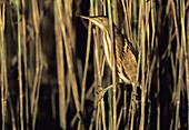 Little Bittern, Ixobrychus minutus, KwaZulu-Natal, South Africa