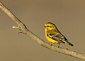 Yellow Canary, Serinus flaviventris, Kgalagadi Transfrontier Park, Kalahari, South Africa