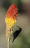 Amethyst Sunbird (Black Sunbird), Chalcomitra amethystina, feeding on red hot poker, KwaZulu-Natal, South Africa