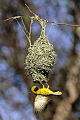Village Weaver (Spottedbacked Weaver), Ploceus cucullatus, courtship display at nest, KwaZulu-Natal, South Africa