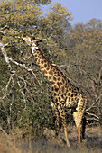 Giraffe, Giraffa camelopardalis, browsing, Sabi Sabi, South Africa