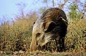 Bushpig, Potamocheros porcus, Kruger National Park, South Africa