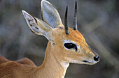 Steenbok, Raphicerus campestris, male, Kruger National Park, South Africa