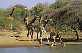 Giraffe, Giraffa camelopardalis, herd at waterhole, Kruger National Park, South Africa