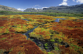 Cedarberg Wilderness Area, colourful mosses growing in vlei, Northern Cape, South Africa