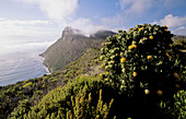 Cape Peninsula National Park, view of reserve with fynbos, Cape Town, Weatern Cape, South Africa