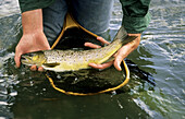 Fly fishing for trout, wild brown trout, Mooi River, KwaZulu-Natal, South Africa