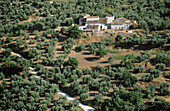 Olive trees. Sierra de Cazorla, Segura y Las Villas Natural Park. Jaén province. Spain