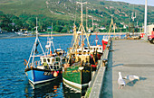 Ullapool fishing port. Highlands. Scotland