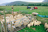 Flock of sheep, in farm. Highlands. Scotland