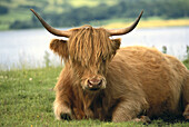 Scottish Highland cattle. Scotland