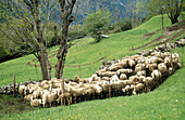Sheep. Valle de Pineta. Huesca province. Aragon. Spain.