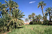 Oasis. M Hamid. Sahara. South Morocco.