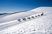 Pirena. Sled dog race in the Catalan Pyrenees going through Spain, Andorra and France.