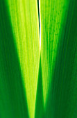 Iris leaves