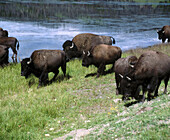 American Bison (Bison bison). Yellowstone NP. Wyoming. U.S.A.