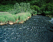 Salmons (Oncorhynchus spp.) Chugach Mountains. ALASKA. U.S.A.
