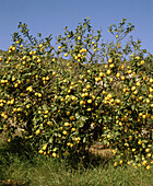 Lemon trees. Amposta. Montsià. Tarragona province. Catalunya. Spain.
